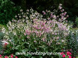 Image result for Nicolasia coronata