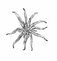 Image result for Wolffiella