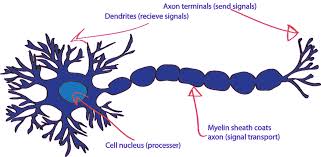 The nervous system, essentially the body's electrical wiring, is a complex collection of nerves and specialized cells known as neurons that transmit signals between different parts of the body. Neuralnetworks