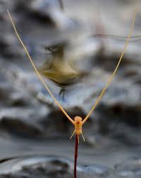 Image result for Vepris allenii