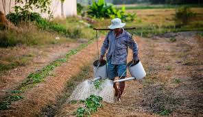 How To Start Organic Farming In India Full Business Plan