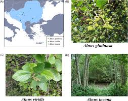 Image result for Justicia incana