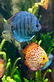 Discus Symphysodon Spp Are A Genus Of Three Species Of Cichlid Freshwater Fish Native To The Amazon River Basin D Tropical Fish Colorful Fish Ocean Animals
