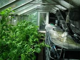 Legyen a hala a kertésze | Akvapónia, Kert, Erdő