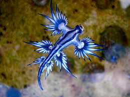 Blue Dragon Glaucus Atlanticus Most Beautiful Animals Blue Sea Slug Glaucus Atlanticus