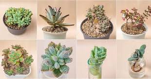 In this article, we'll talk about how to care for cactus plants. 67 Different Types Of Succulents Cactus With Pictures To Grow Indoors Out 1 Planting Succulents Types Of Succulents Succulents