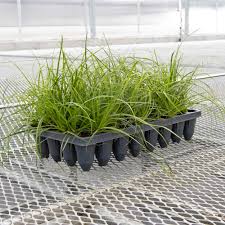 Image result for Carex tricholepis