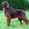 Are english setters good pets? 1