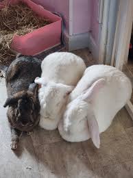 Image result for tbn:nuNU7FPK4A54yM::rvforsaleguide.com/images/bunny-resting-picture.jpg