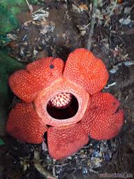 Marga amorphophallus sempat ditasbihkan menjadi bunga tertinggi di dunia karena mencapai tinggi 3 meter. Rafflesia Arnoldii Puspa Langka Dan Sebuah Kejutan Walterpinem Is Me