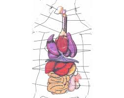 It's like the trivia that plays before the movie starts at the theater, but waaaaaaay longer. Rat Internal Organs Quiz
