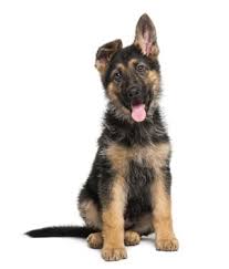 She is only a puppy and they gradually come up within 9 months of age. 7 Ways To Fix Floppy German Shepherd Puppies Ears