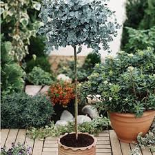 Pin Von Waltraud Albegger Auf Garten In 2020 Immergruner Garten Winterharte Pflanzen Garten Pflanzen