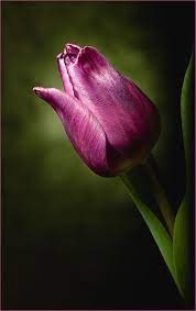 Photography Community Including Forums Reviews And Galleries From Photo Net Tulip Flower Pictures Purple Tulips Tulips
