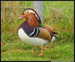 Explore 11 listings for mandarin ducks for sale at best prices. Mandarin Ducks For Sale In Cheltenham Gloucestershire Preloved