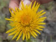 Image result for Berkheya zeyheri