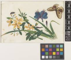 Image result for Jasminum breviflorum