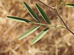 Image result for Tephrosia festina