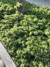 Image result for Pyrenacantha scandens