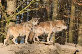 An average size wolf produces roughly 1.2 cubic inches of sperm. Two Canadian Timber Wolves Stock Photos Freeimages Com