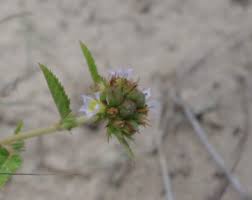 Image result for Melochia melissifolia