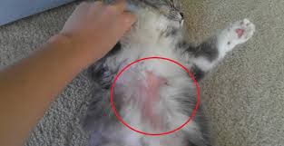 Cara menghilangkan gam tikus pada bulu kucing. 10 Penyebab Umum Bulu Kucing Rontok Tips Mencegahnya