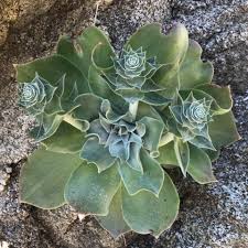 Event canceledhundreds of intriguing plants are on view as the cactus and succulent society of america presents its annual show and sale. Los Angeles Cactus And Succulent Society Official Fb Site Home Facebook