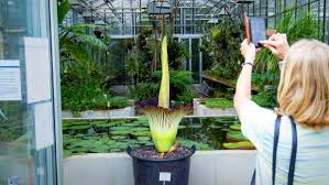 Im papiliorama in kerzers (fr) hat sich die erste von. Titanenwurz In Stuttgart Die Grosste Blume Der Welt Bluht Endlich Stuttgart Stuttgarter Zeitung