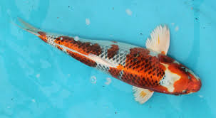 Some fish can be bought at the goods stall in the courtyard. Koi Harvest 2014 Bred By Quality Koi Co Fish Pet Koi Breeds