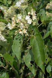 Image result for Dombeya kirkii
