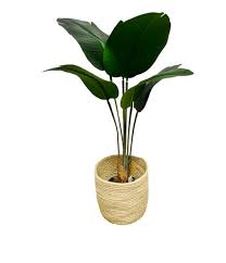 Image result for Synadenium kirkii