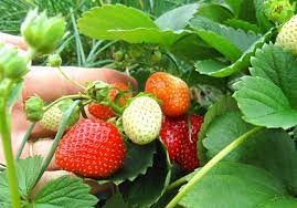 Proses pemanenan buah strawberry · dulur bisa melakukannya dengan menggunting bagian tangkai bunga dengan kelopaknya. Tips Membuat Tanaman Stroberi Cepat Berbuah Kabartani
