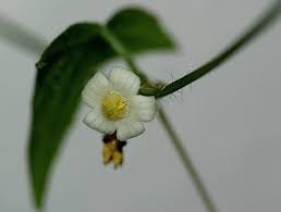 Image result for Zehneria tridactyla