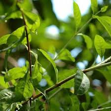 Inai (nama botaninya lawsonia inermis), merupakan sejenis pohon berbunga yang mana daunnya digunakan untuk mewarnai kulit badan manusia, rambut, kuku, barangan kulit (contoh beg, uncang, talipinggang dsbnya.) dan juga pewarna untuk kain. Anak Pokok Inai Kebuna Putrajaya