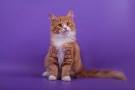 10 Hypoallergenic Cat Breeds for Allergic Families