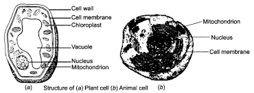 Plant and animal cells both have a cell membrane, but in addition to a cell membrane, a plant cell also has a cell wall. Ncert Solutions For Class 8 Science Chapter 8 Cell Structure And Functions Learn Cbse