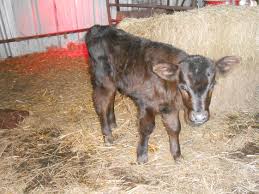Black Angus Calves For Sale Near Me This Is Contessa Now Our Little Black Angus Bottle Baby She S Now About 20 Days Old Looks Like She S Going To Make It Baby Bottles Cattle Cow