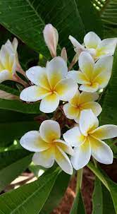 Pin On Frangipani