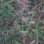 Image result for Eragrostis racemosa