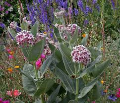 Asclepias Speciosa Davis Milkweed Buy Online At Annie S Annuals Milkweed Flower Asclepias Flower Seeds