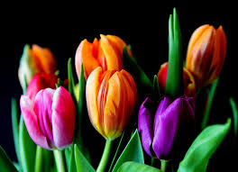 We did not find results for: Symbolic Meaning Of Flower Colors On Whats Your Sign