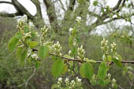 Image result for Amelanchier ovalis