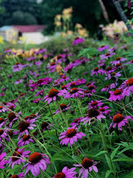 Easy care, waterwise plant uses: Creating A Cottage Garden With Deer Resistant Plants Wildroot Flower Co