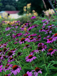 If there is an extreme shortage of food deer will eat deer resistant plants and will not be deterred by. Creating A Cottage Garden With Deer Resistant Plants Wildroot Flower Co