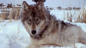 Wolves arrive for liverpool match. Will Restoring Wolves Restore The Landscape Maybe Not
