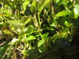 Image result for Centrostachys aquatica