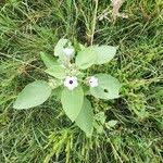 Image result for Astripomoea lachnosperma