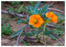 Image result for Pterodiscus aurantiacus