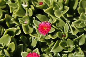 Today we shall learn about baby sunrose plant also called heartleaf iceplant with botanical name aptenia cordifolia. Aptenia Cordifolia Plantbook