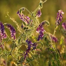 Prep your garden for spring planting as soon as the snow has melted and the ground surface is exposed. Cover Crops Improve Garden Soil Alden Lane Nursery